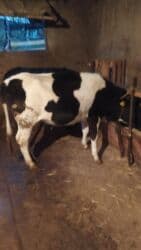 Продаю телок 3 штуки
Просьба звонить !!!