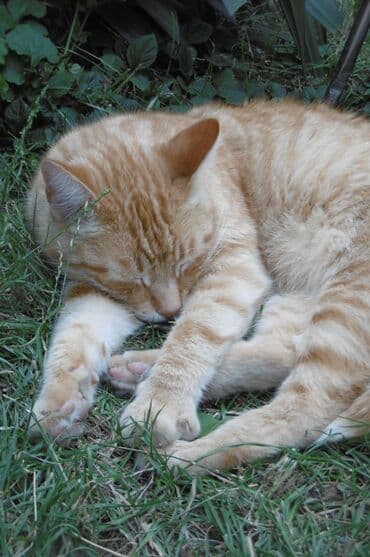 продаю кошек: Рыжий кот с полосатым рисунком шерсти и янтарными глазами. Кот имеет — 2