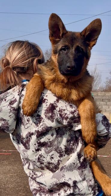 купить йоркширского терьера: Питомник «Темир Хаус» — щенки немецкой овчарки от импортных — 7