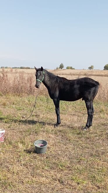 усыпление животных бишкек: Продаю | Жеребец | Конный спорт | Племенные — 1