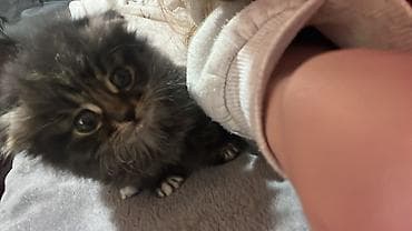 рэгдолл цена бишкек: Скотиш Фолд (Шотландская вислоухая), 2 месяца, Девочка, Серый — 4