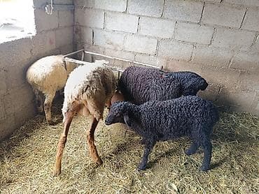 Животные: Продаю | Овца (самка) | Для разведения | Матка — 7