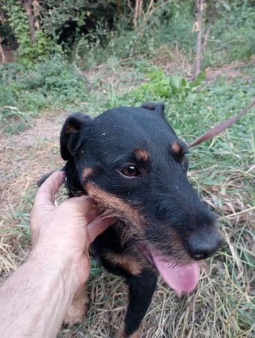 купить чихуахуа мини: Ягдтерьер, 3 месяца, Самец — 6