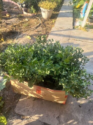 заправка газовых баллонов на дому бишкек: Рассада цветка: Хризантемы — 4