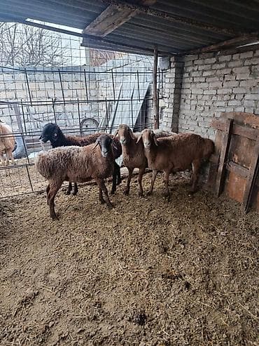 Продаю | Овца (самка) | Арашан | Для разведения | Матка