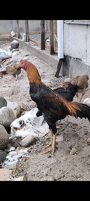 крова: Продаю | Петух | Бойцовая | Для разведения — 8