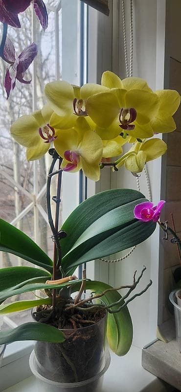 орхидеа: Орхидея фаленопсис в горшке Жёлтый 1500,домашнее цветение пересажен в — 2