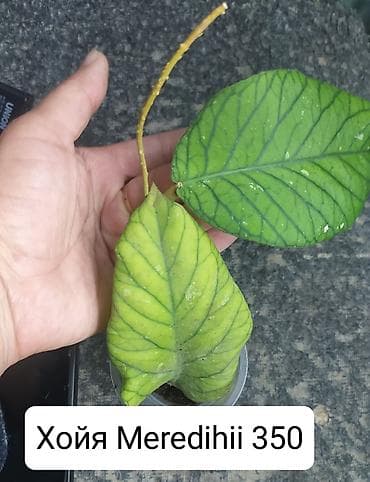 теплицы петуньи: Срочно продаю цветы — 8