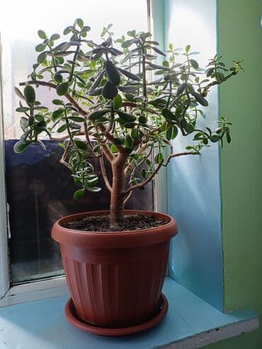 Денежное дерево