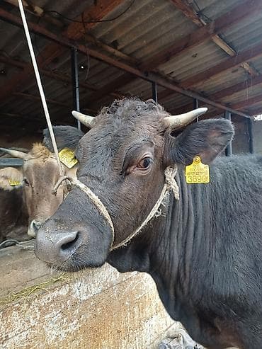 кызыл октябрь: Сатам | Уй (ургаачы) | Сүт алуу үчүн | Байланган — 2