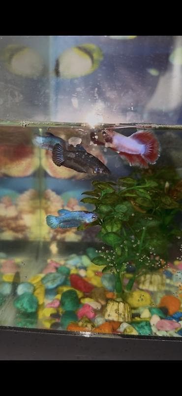 корым: Бойцовые рыбки (Betta splendens) — разноцветные самцы и самки — 10