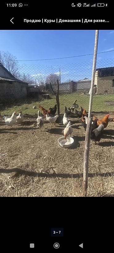 Куплю с/х животных: Продаю | Куры | Домашняя | Несушки — 3