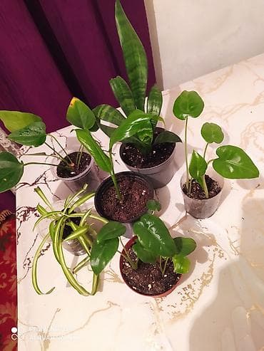 Сейфы: Комнатные растения в горшках - Драцена вариегатная (Dracaena — 5