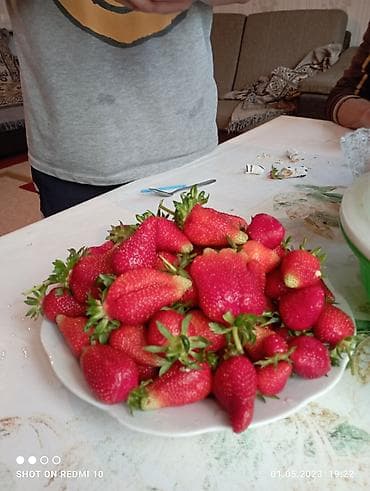 Дом и сад: Сорт Азия принимаю заказы на рассаду — 4