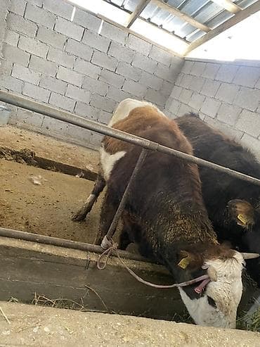 Услуги ветеринара: Продаю | Музоо, торпок | На откорм — 2