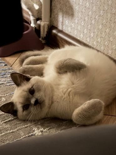 лоток для котов: Скотиш Страйт (Шотландская прямоухая), 6 месяцев, Мальчик, Приучена к лотку — 3