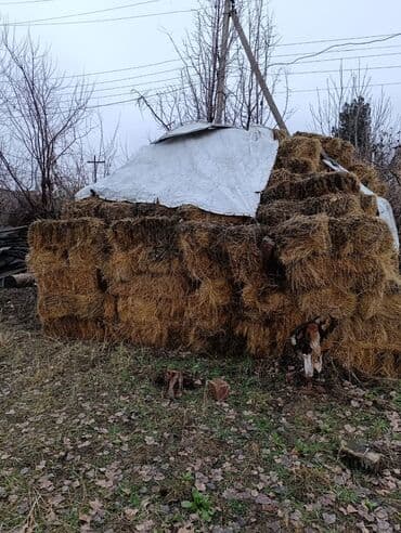 Солома в тюках. - Тип: прессованные прямоугольные тюки соломы -