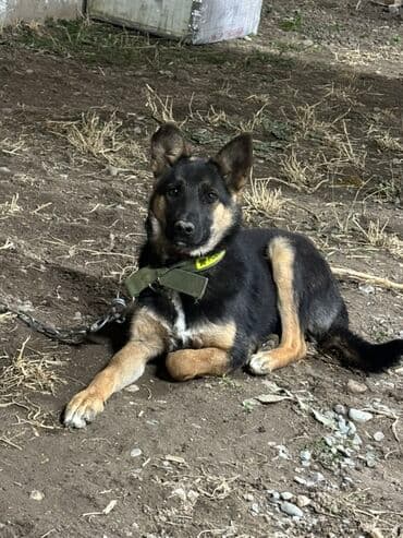 Ит кууту: Молодая собака среднего размера, типаж овчарки. - Окрас: чёрный с — 1