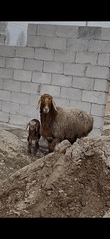 Кемирүүчүлөр: Сатам | Ургаачы кой (ургаачы) | Көбөйтүү үчүн | Ургаачы — 4