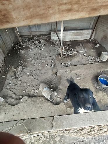 собака алабай: Алабай (среднеазиатская овчарка), кобель. Окрас черный с белыми — 4