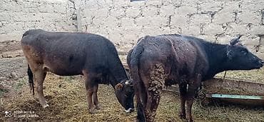 бычок тёлка: Продаю | Бык (самец) | На откорм — 4