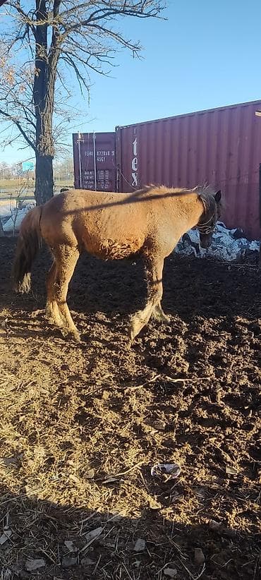 бычок 1 5: Продаю | Жеребец | На забой — 7