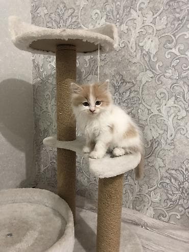 Животные: Кошка даром: Беспородная, 2 месяца, Мальчик, Проглистована — 2