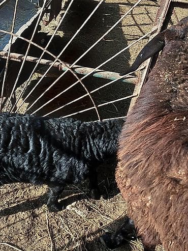 ит атабыз: Продаю | Овца (самка) | Арашан, Романовская | Для разведения | Матка — 7