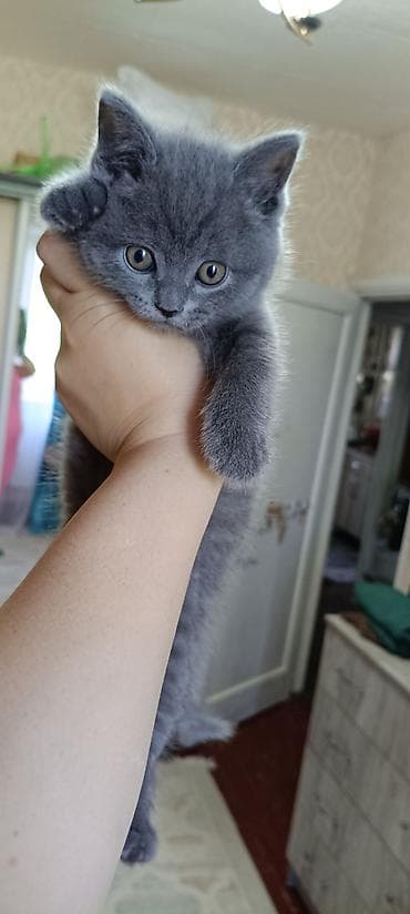 ласки: Британские котята, окрасы: сплошной голубой и тигровый табби. - — 2