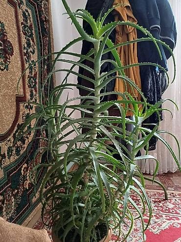dinner table: Алоэ древовидное (Aloe arborescens) в горшке - Крупный взрослый куст — 1