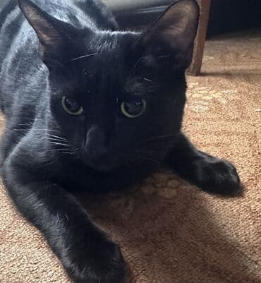 домашний кот: 10 месяцев, Девочка, Приучена к лотку — 3