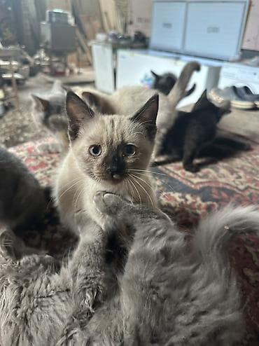 Отдаю даром котят — 8