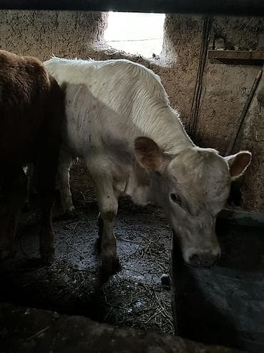продаю тёлка: Продаю | Бык (самец) | Ангус, Герефорд, Швицкая | На откорм, Для разведения — 1