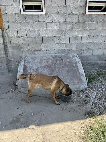 умная собака: Овчарка, 1 год, Самец — 9
