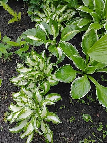 вишня куплю: Садовые многолетники хосты 100-400 сом, хризантемы жёлтые цветут с — 3