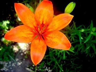 Үй жана бакча: Өзү алып кетүү — 6