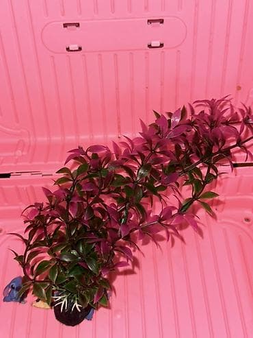 аквариум без рыб: Набор декоративных растений для аквариума (искусственные) - — 2