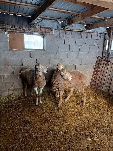 Үй жаныбарлары үчүн товарлар: Сатам | Ургаачы кой (ургаачы) | Көбөйтүү үчүн — 10