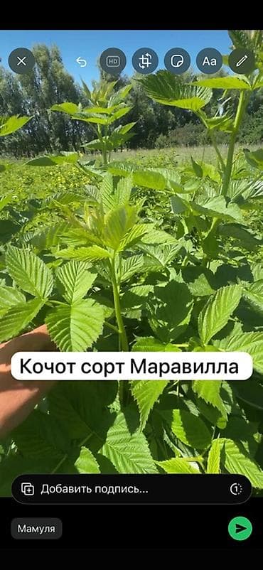 империя пиццы аламедин 1: Саженцы ремонтантной малины сорта Маравилла (Maravilla) САТЫЛАТ — 1
