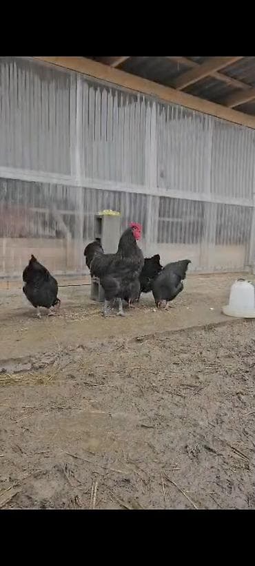Продаю | Куры | Для разведения