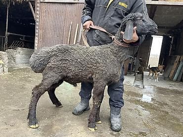 полша ат: Продаю | Баран (самец) | Арашан | На забой, Для разведения — 8