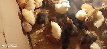 перепелка бишкек: Цыплята продаётся. Жөжөлөр сатылат баасы 80сомдон 3-4кундук премерно — 10