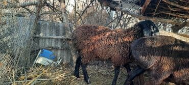 декаративный кролик: Продаю | Овца (самка) | Для разведения | Матка — 1