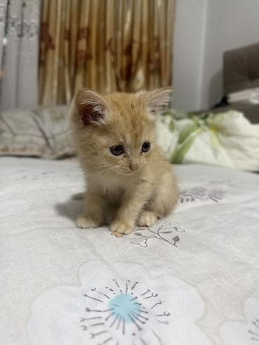 Кошки: Скотиш Страйт (Шотландская прямоухая), 1 месяц, Мальчик, Рыжий, Приучена к лотку — 1