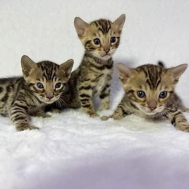 Продаются Бенгальские чистокровные котята, возраст 1.5 месяца at lalafo.kg Продаются Бенгальские чистокровные котята, возраст 1.5 месяца