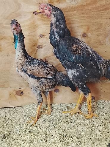 прием пластиковых ящиков: Продаю | Куры | Бойцовая | Для разведения — 3