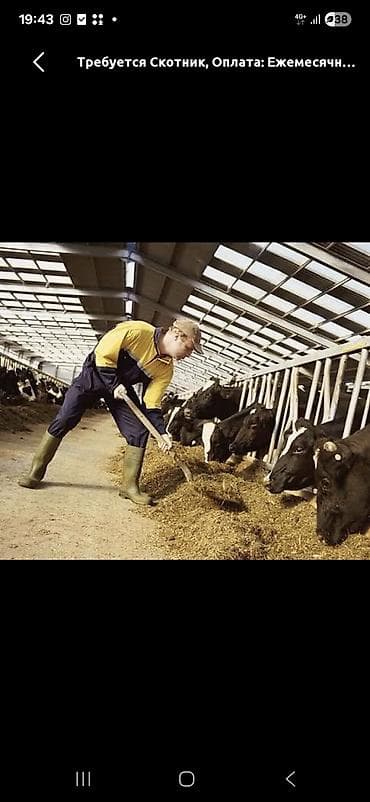 ищу работу нянка: Требуется Скотник, Оплата: Ежемесячно — 1