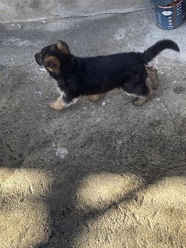 щенки немецкой овчарки купить: Продается щенок немецкой овчарки, щенку почти два месяца — 1