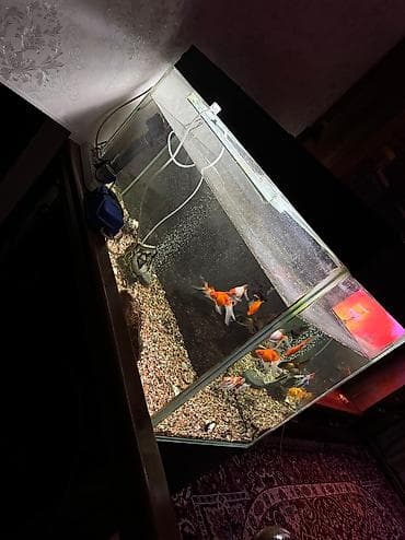 мальки сазана: Продается аквариум вместе с рыбками самовывоз для полный — 2
