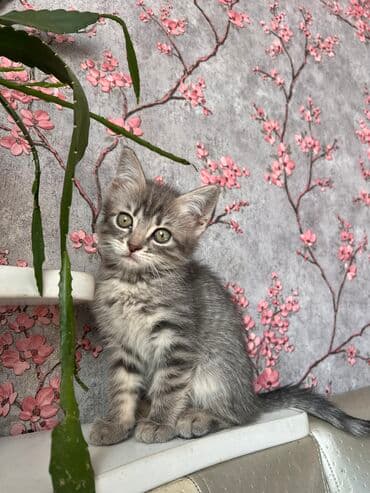 carters для мальчика: Отдаем котят в любящие ручки Один котенок вислоухий ( от матери — 2